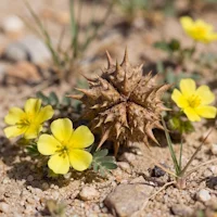 Maca-Wurzel-Extrakt (Macarade™)